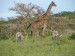 101300-zebra-butts-oh-and-a-griaffe-serengeti-national-park-tanzania